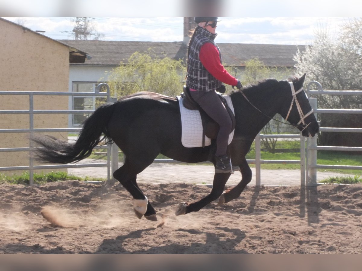 Warmblood pesado Mestizo Yegua 4 años 157 cm Negro in Ellersleben