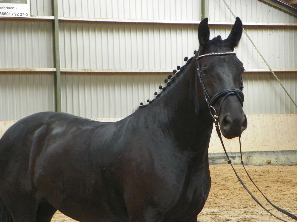 Warmblood pesado Yegua 4 años 165 cm Negro in Hermsdorf