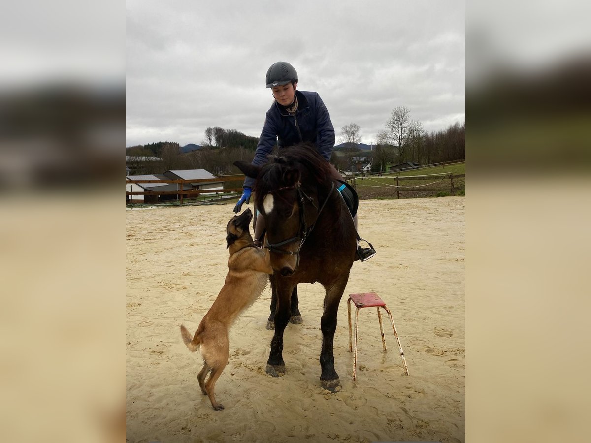 Warmblood pesado Yegua 6 años 157 cm Castaño oscuro in Meschede