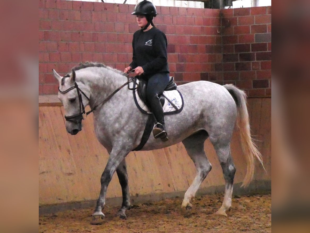 Warmblood pesado Mestizo Yegua 7 años 160 cm in Dorsten