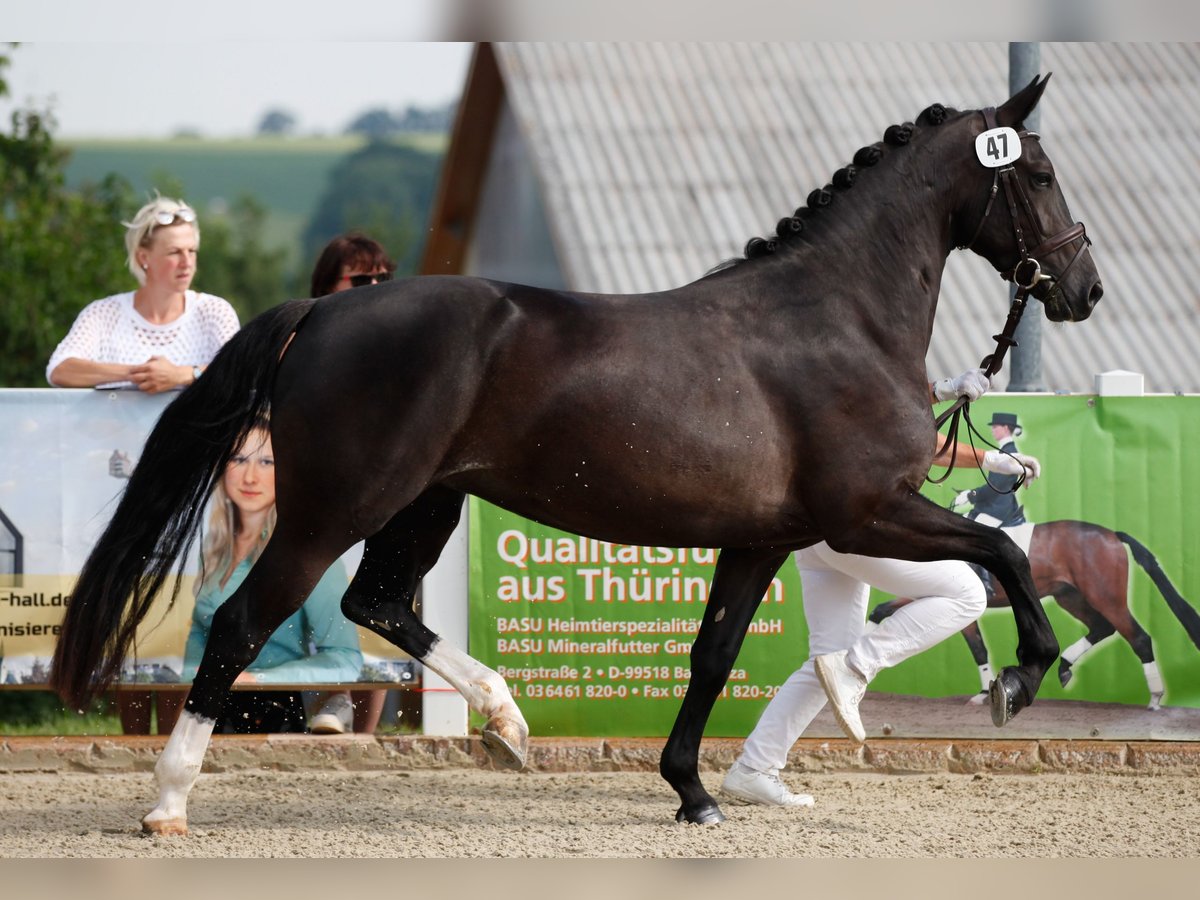 Warmblood pesado Yegua 8 años 162 cm Negro in Langwedel