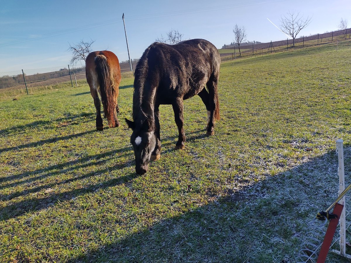 Warmblood pesado Yegua 8 años 165 cm Morcillo in Oberoppurg