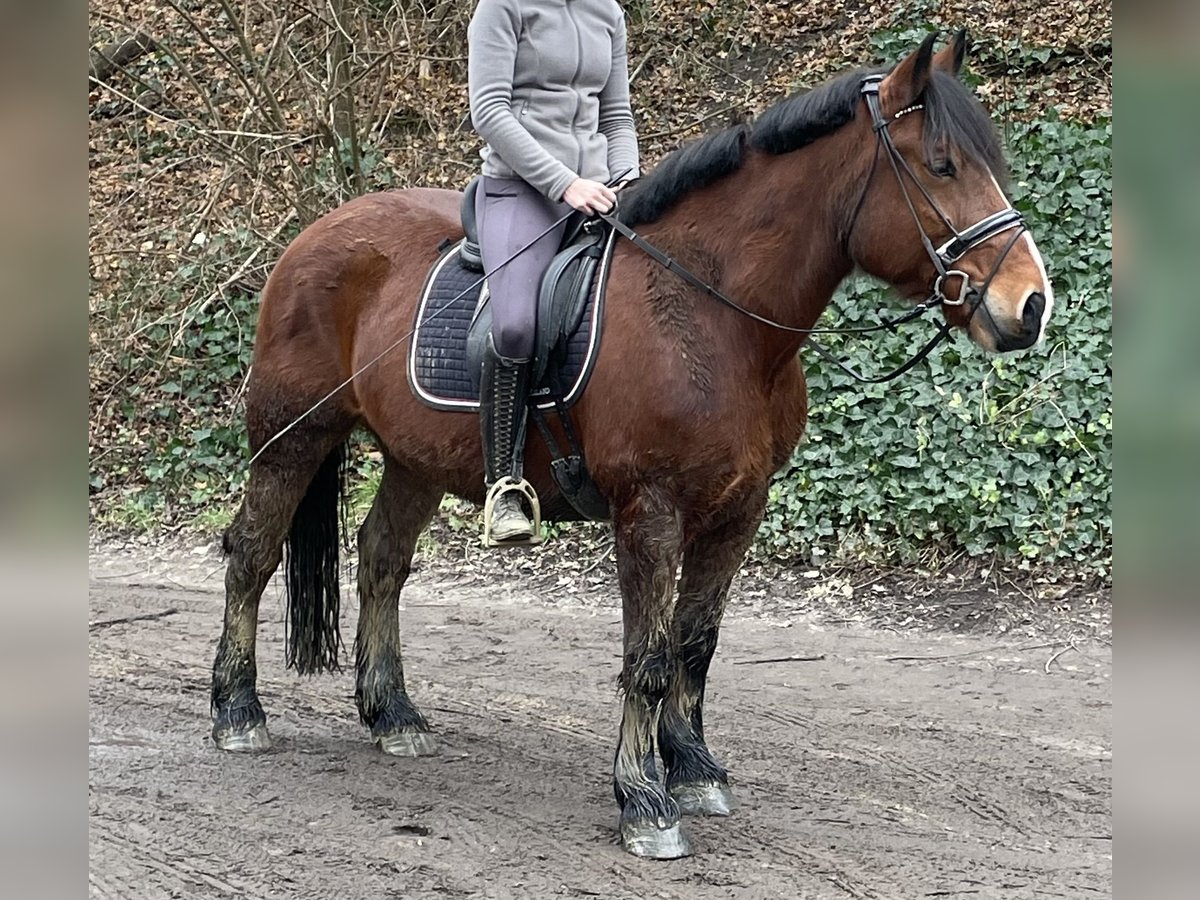 Warmblood polaco Caballo castrado 10 años 155 cm Castaño in Oberhausen