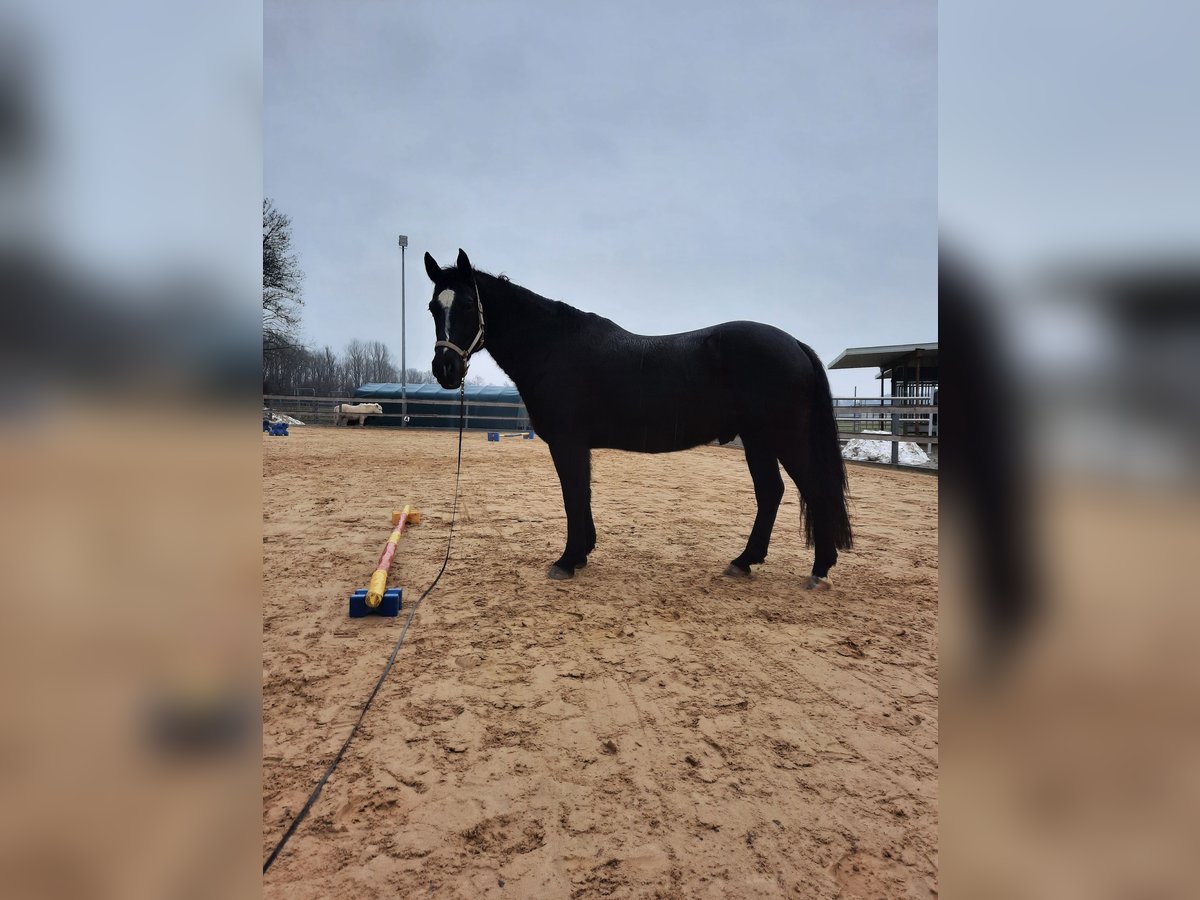 Warmblood polaco Caballo castrado 10 años 165 cm Negro in Leutkirch im Allgäu