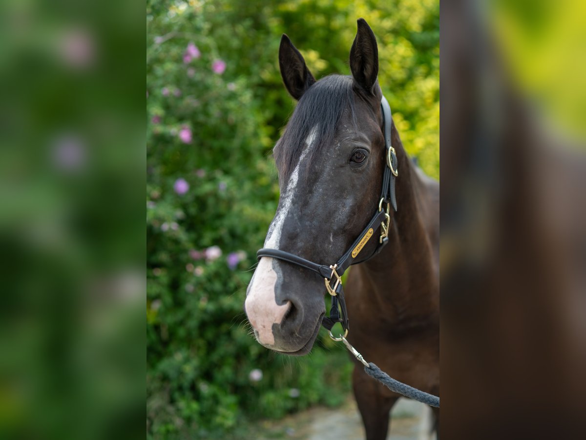 Warmblood polaco Caballo castrado 10 años 165 cm Negro in Zendorf