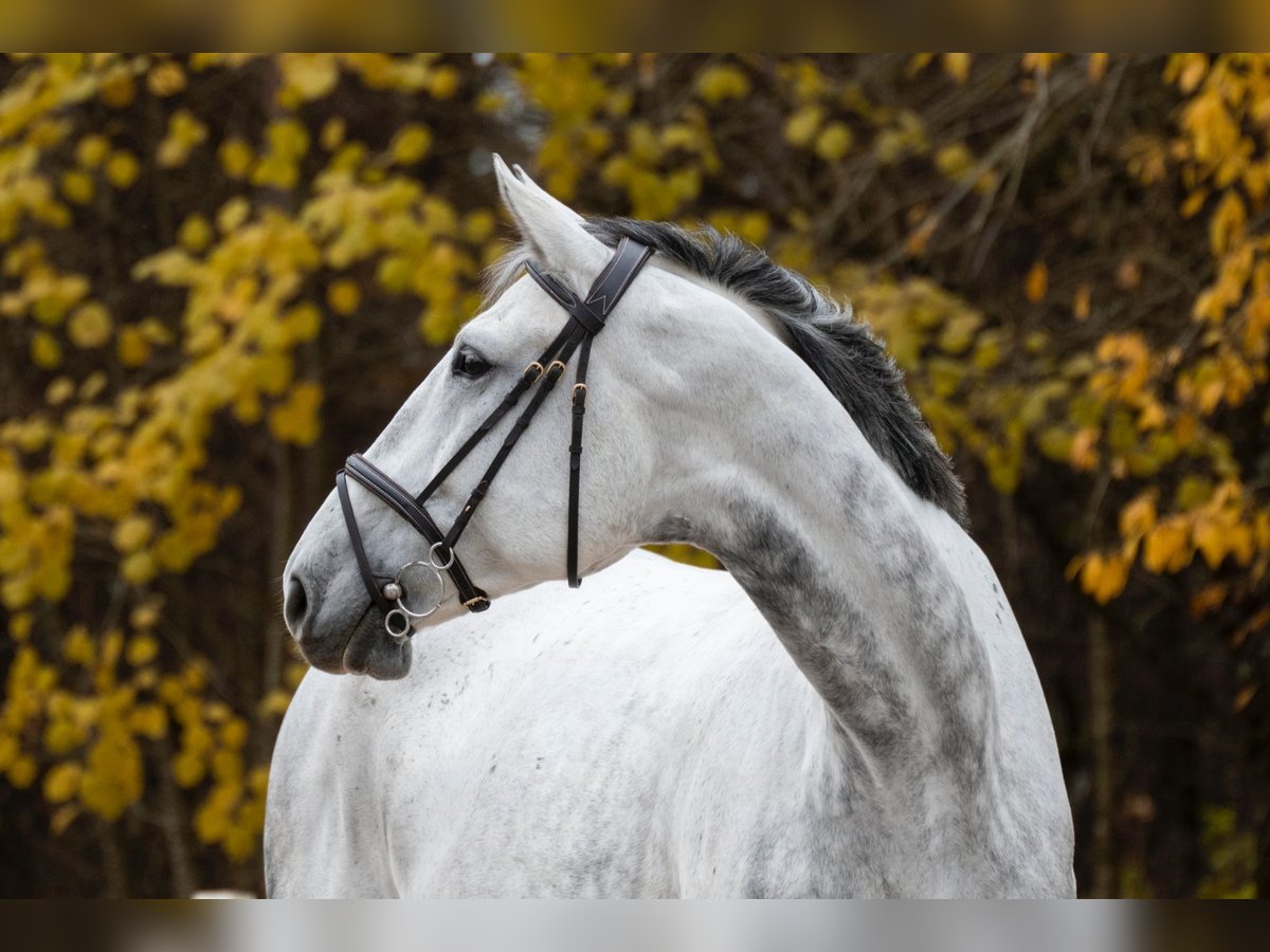 Warmblood polaco Caballo castrado 10 años 185 cm Tordo in Rukla