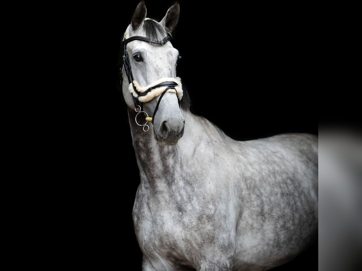 Warmblood polaco Caballo castrado 10 años 185 cm Tordo in Rukla