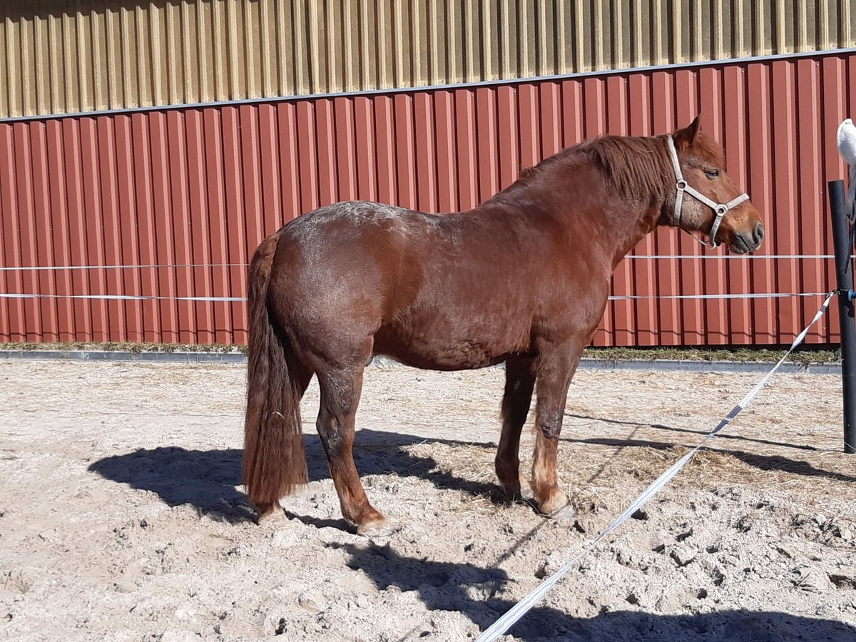 Warmblood polaco Mestizo Caballo castrado 11 años 160 cm Alazán in Langenselbold