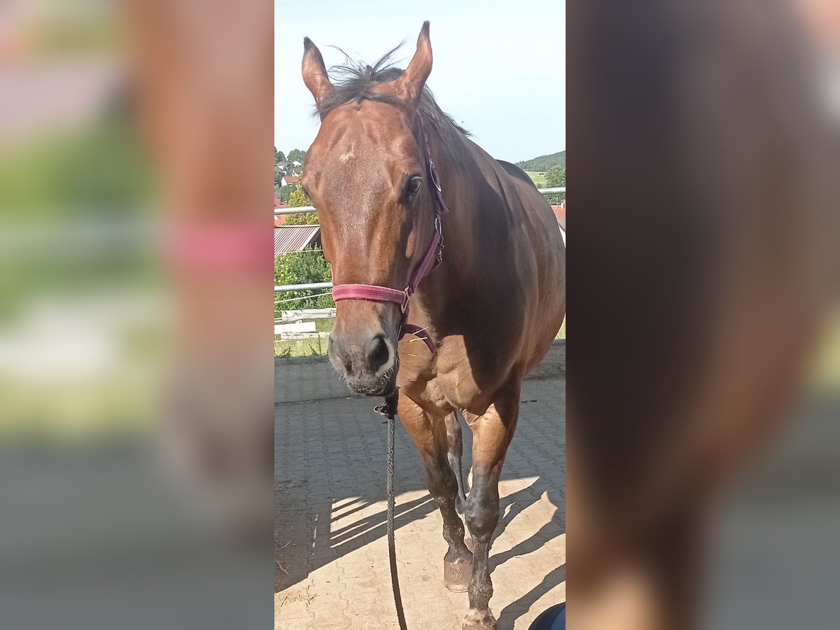 Warmblood polaco Caballo castrado 11 años 165 cm Castaño in Pfullingen