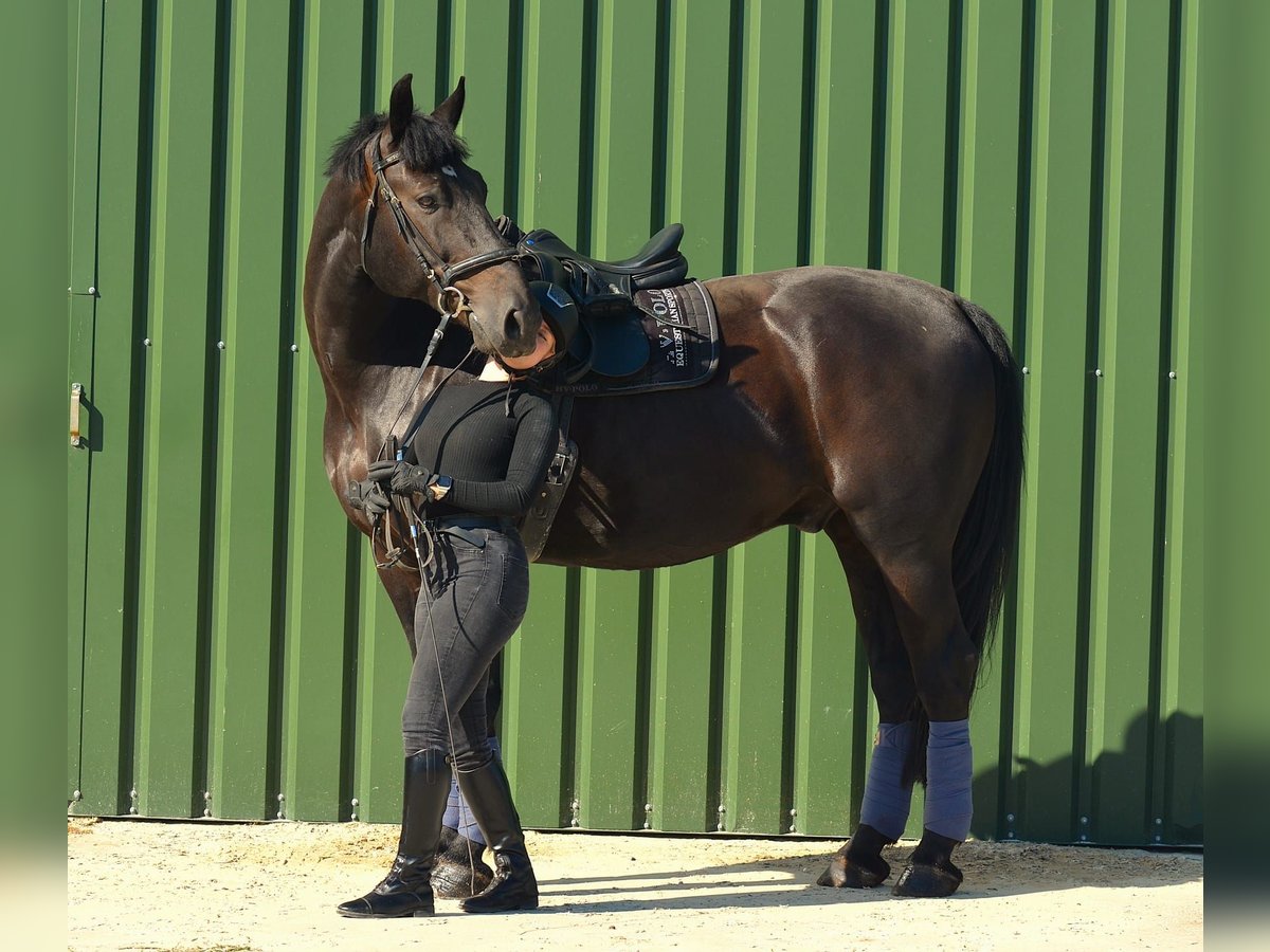 Warmblood polaco Caballo castrado 11 años 168 cm Negro in Wahlitz