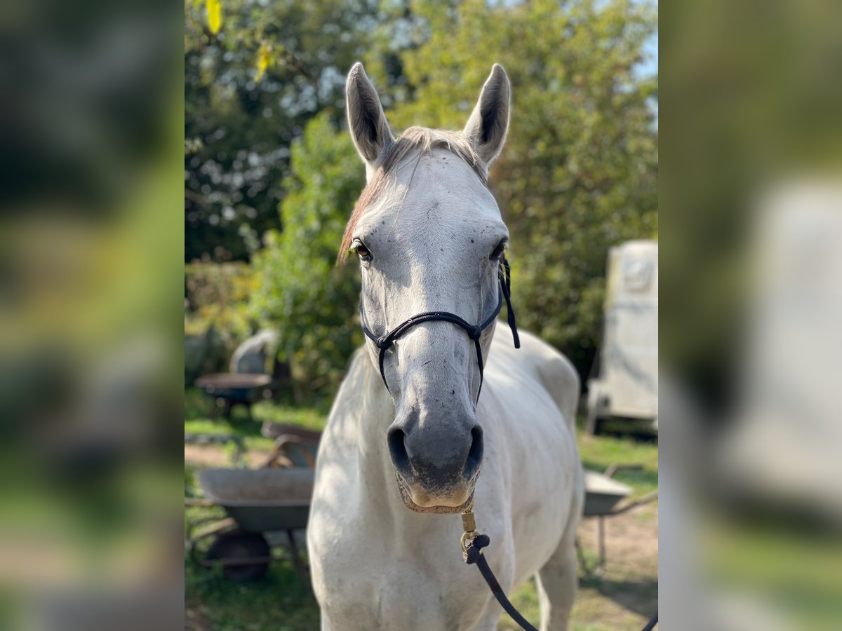 Warmblood polaco Caballo castrado 11 años 170 cm Tordo picazo in Budenheim