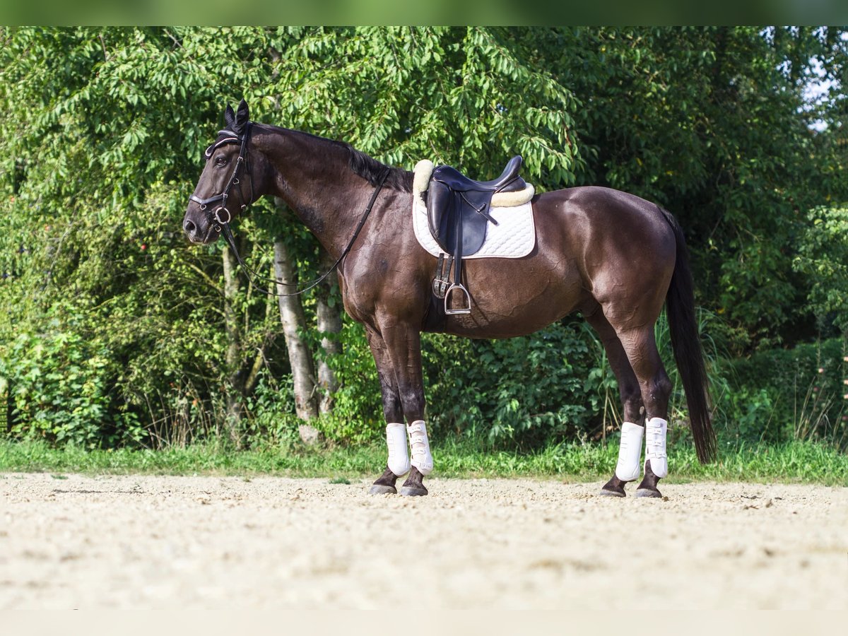 Warmblood polaco Caballo castrado 12 años 165 cm Negro in Ingolstadt