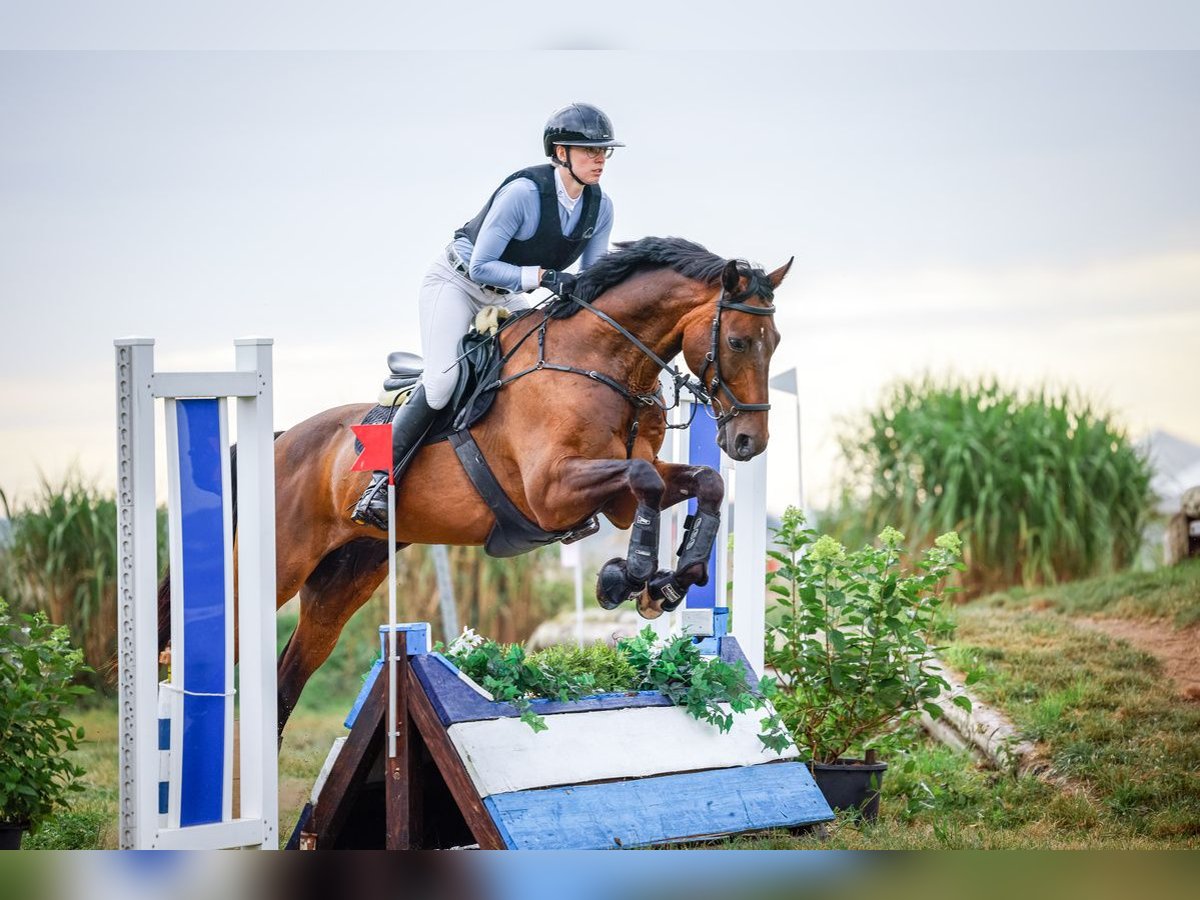 Warmblood polaco Caballo castrado 12 años 172 cm Castaño oscuro in Biebergemünd