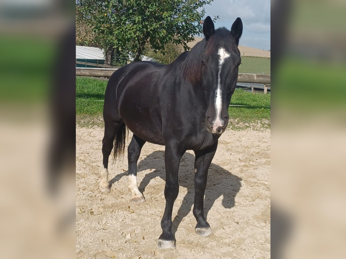 Warmblood polaco Caballo castrado 14 años 164 cm Negro in Mettmann