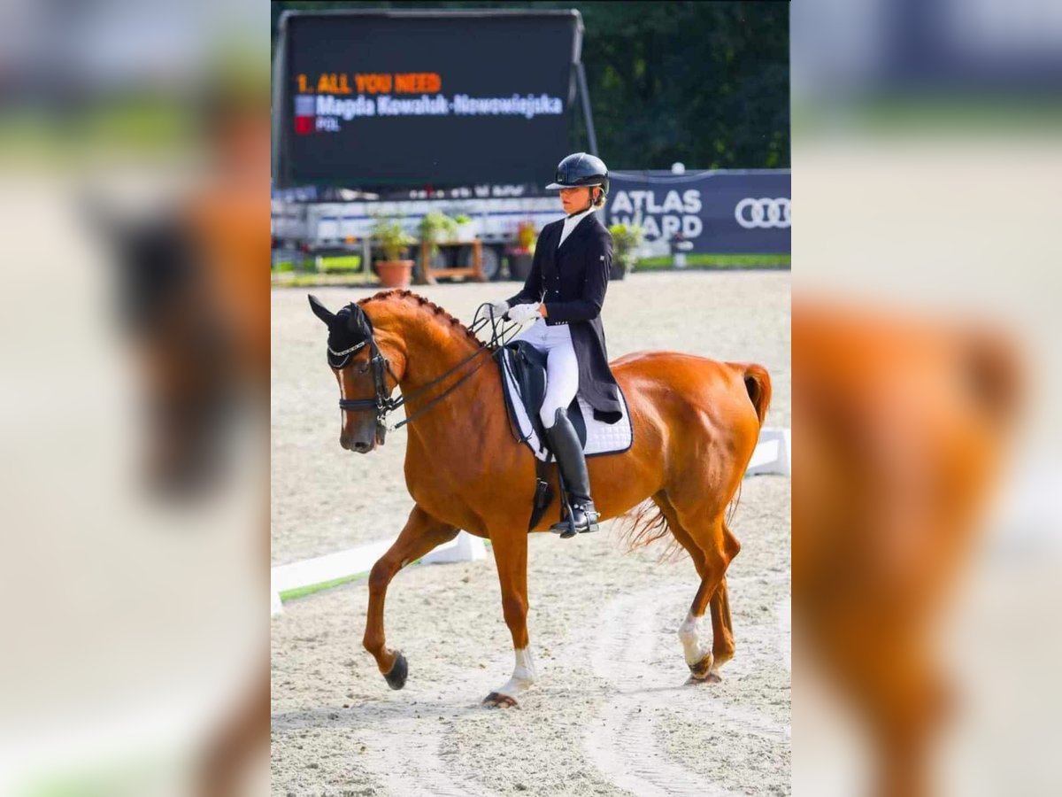 Warmblood polaco Caballo castrado 14 años 172 cm Alazán-tostado in Biała Podlaska