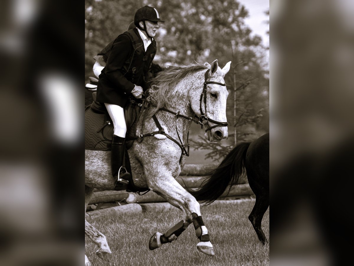 Warmblood polaco Caballo castrado 14 años 172 cm Tordo in Maxhütte-Haidhof