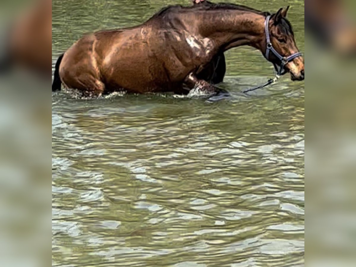 Warmblood polaco Caballo castrado 15 años 165 cm Castaño in Gröbenzell