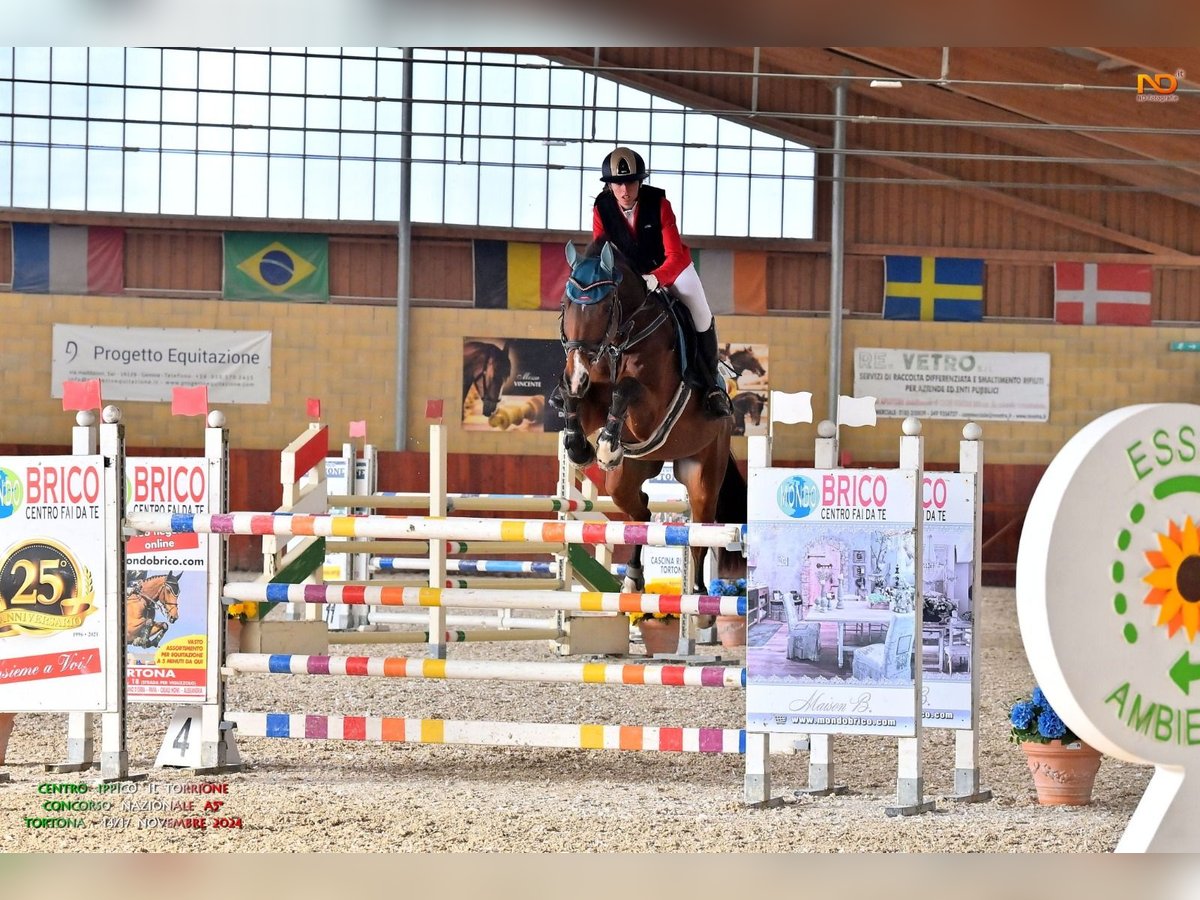 Warmblood polaco Caballo castrado 15 años 168 cm Castaño in Biella