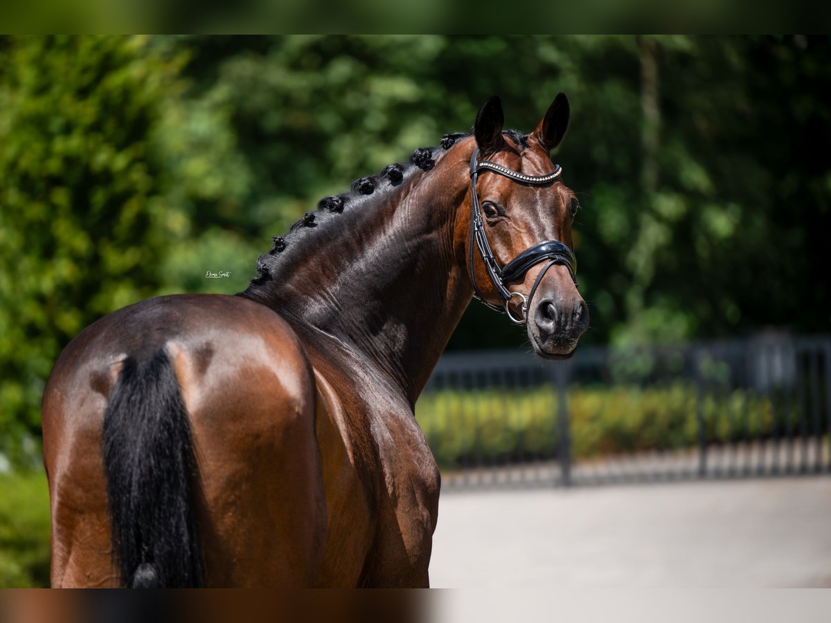 Warmblood polaco Caballo castrado 15 años 174 cm Castaño oscuro in Mol