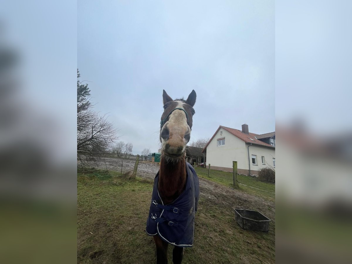 Warmblood polaco Caballo castrado 16 años 160 cm Castaño in Nennhausen