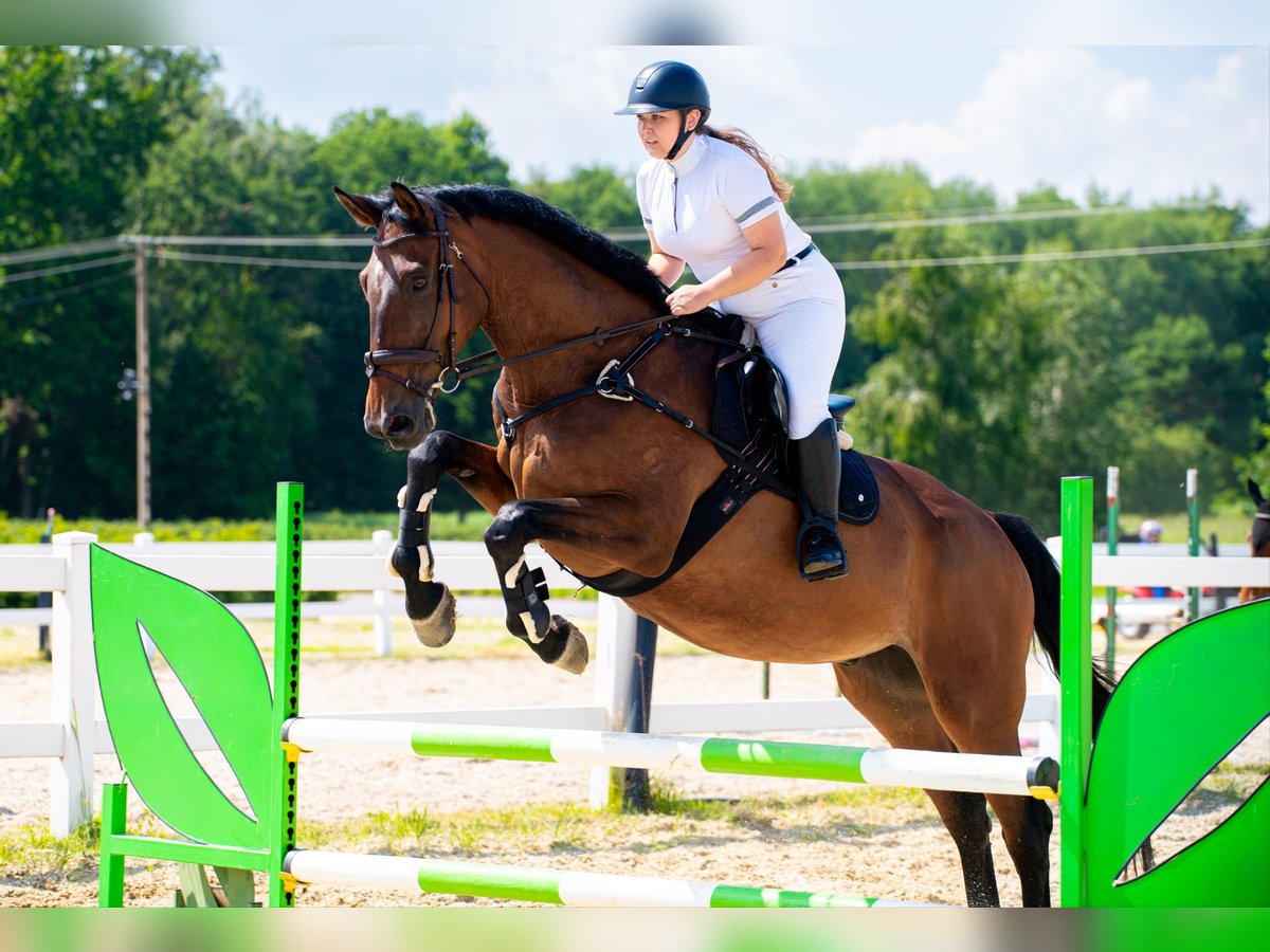 Warmblood polaco Caballo castrado 16 años 180 cm Castaño in &#x141;opiennik Dolny