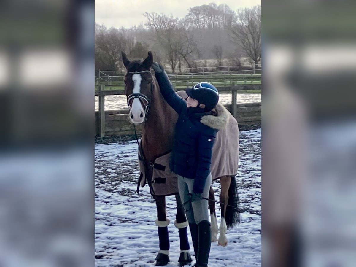 Warmblood polaco Caballo castrado 17 años 148 cm Castaño in Osdorf/Borghorst