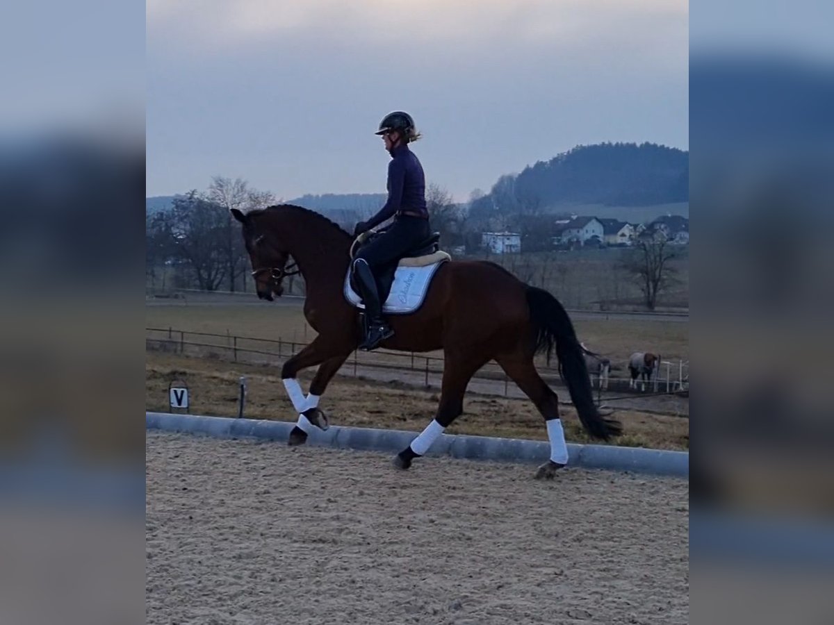 Warmblood polaco Caballo castrado 17 años 168 cm Castaño in Schlatt