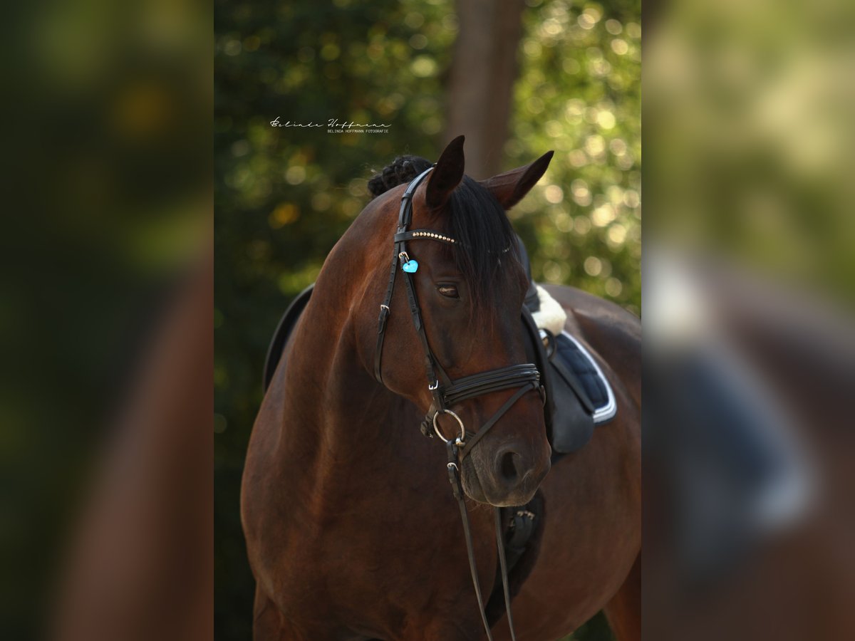 Warmblood polaco Caballo castrado 17 años 175 cm in Holzgerlingen