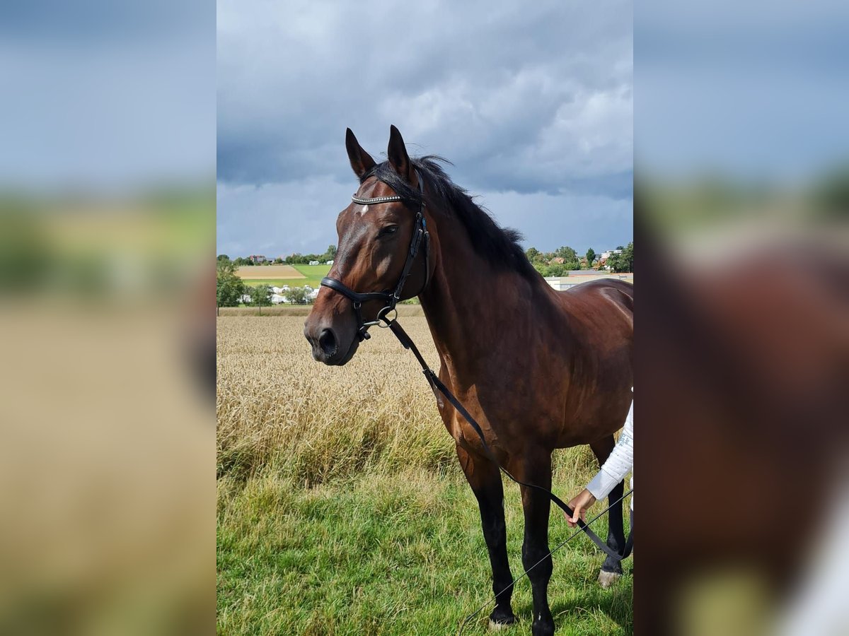 Warmblood polaco Caballo castrado 17 años in Holzgerlingen