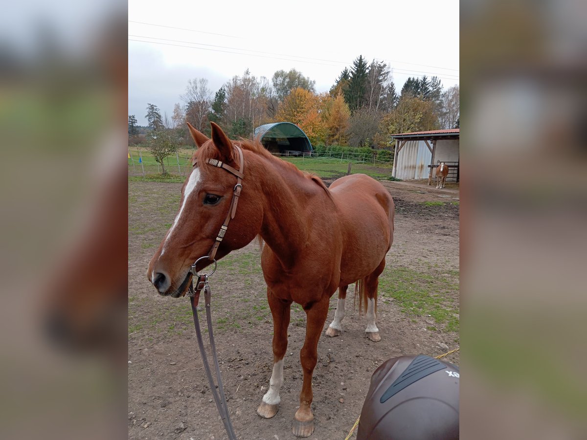 Warmblood polaco Caballo castrado 18 años 153 cm Alazán in Grafenwöhr