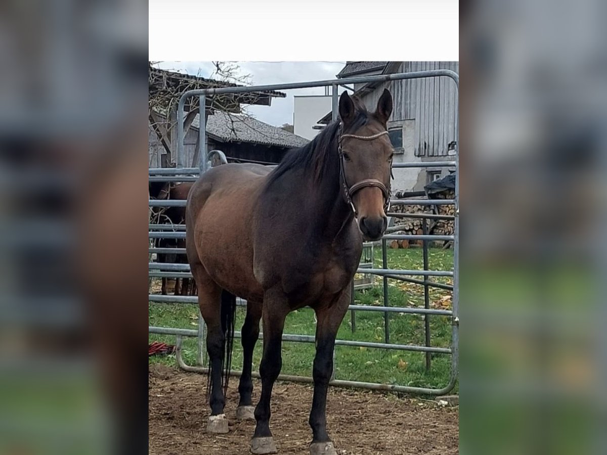 Warmblood polaco Caballo castrado 18 años 160 cm Castaño in Inzigkofen