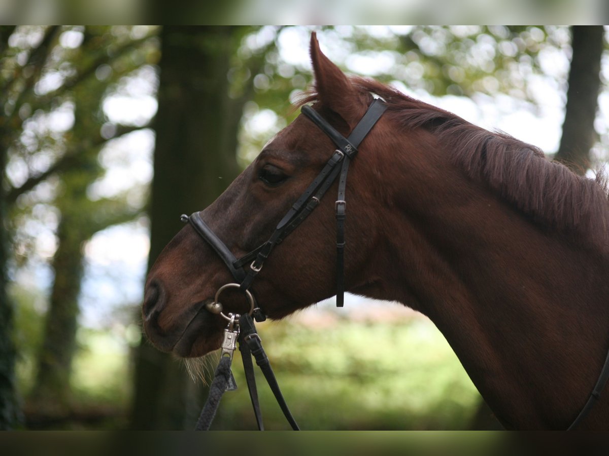 Warmblood polaco Caballo castrado 23 años 165 cm Alazán-tostado in Achern