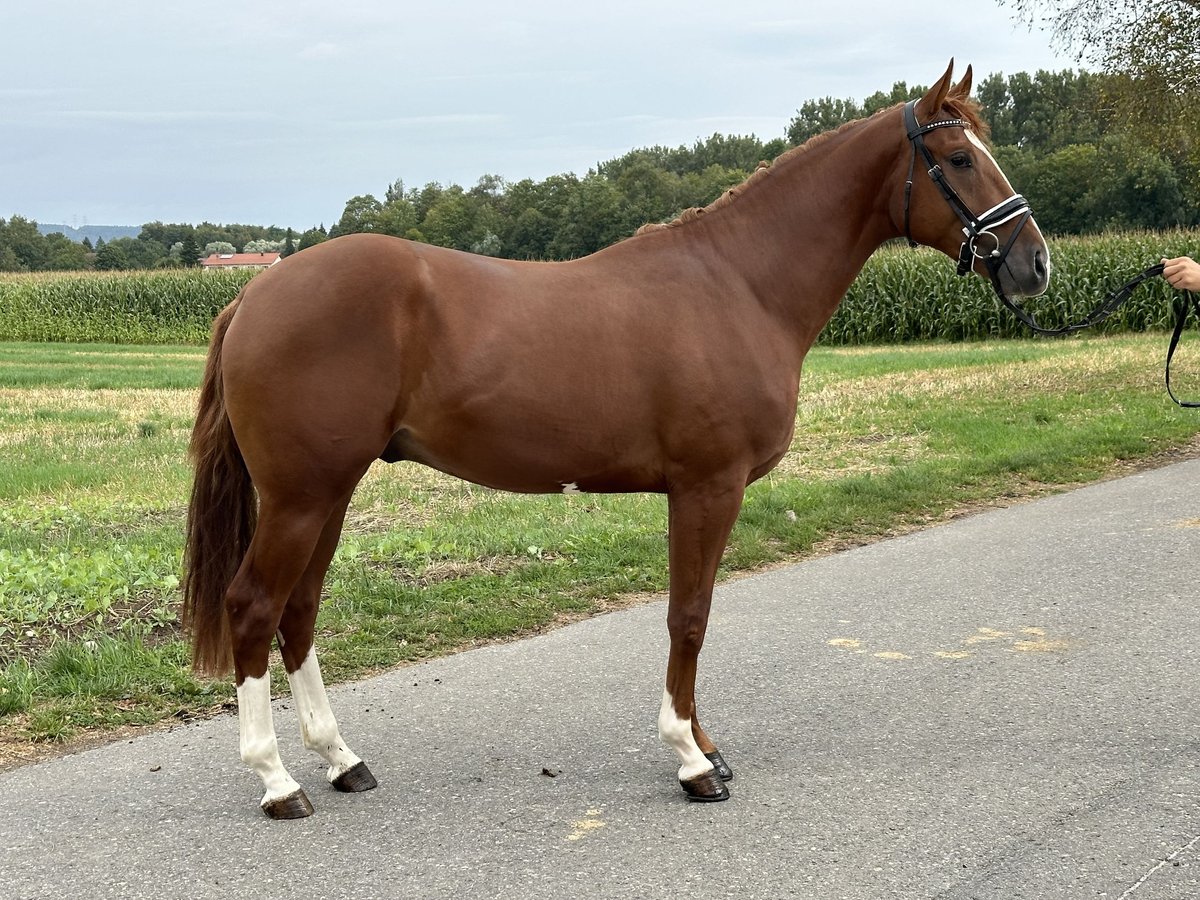 Warmblood polaco Caballo castrado 3 años 162 cm Alazán in Riedlingen