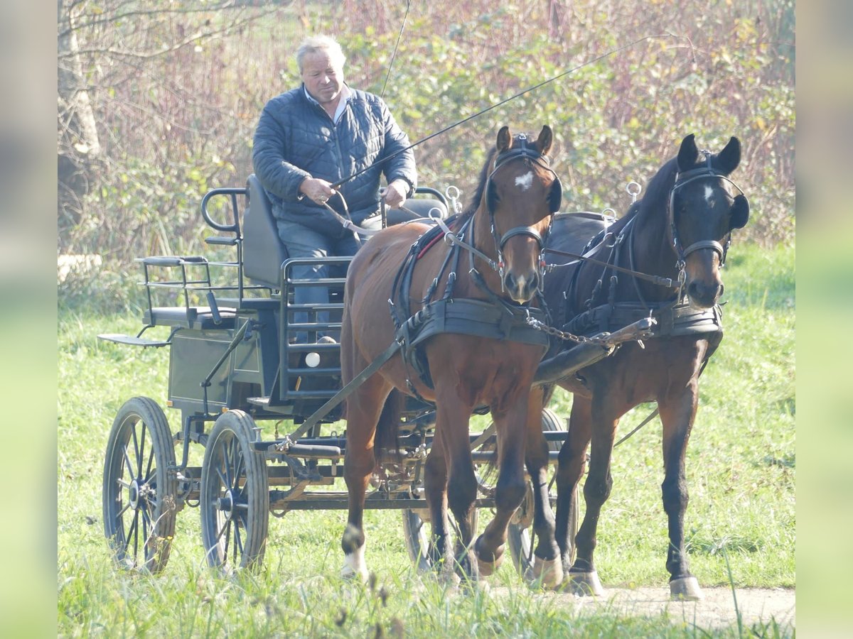 Warmblood polaco Caballo castrado 3 años 163 cm Castaño in St. Marein bei Graz