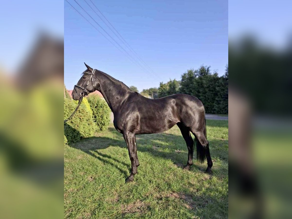 Warmblood polaco Caballo castrado 3 años 166 cm in Gółkowo