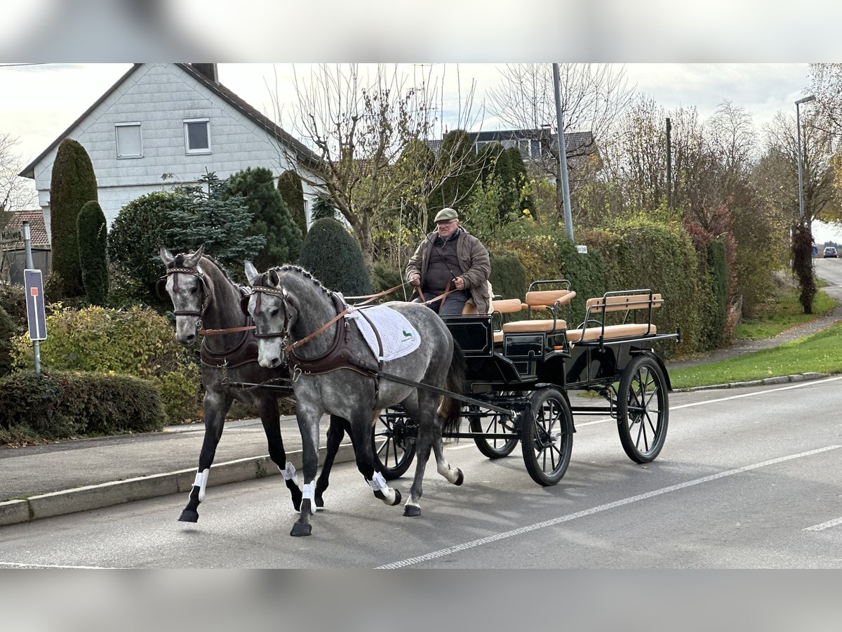 Warmblood polaco Caballo castrado 3 años 167 cm Tordo in Riedlingen