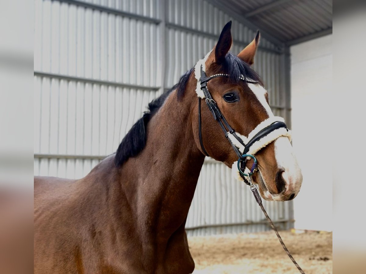 Warmblood polaco Caballo castrado 3 años 174 cm Castaño rojizo in Jastrzębie-Zdrój