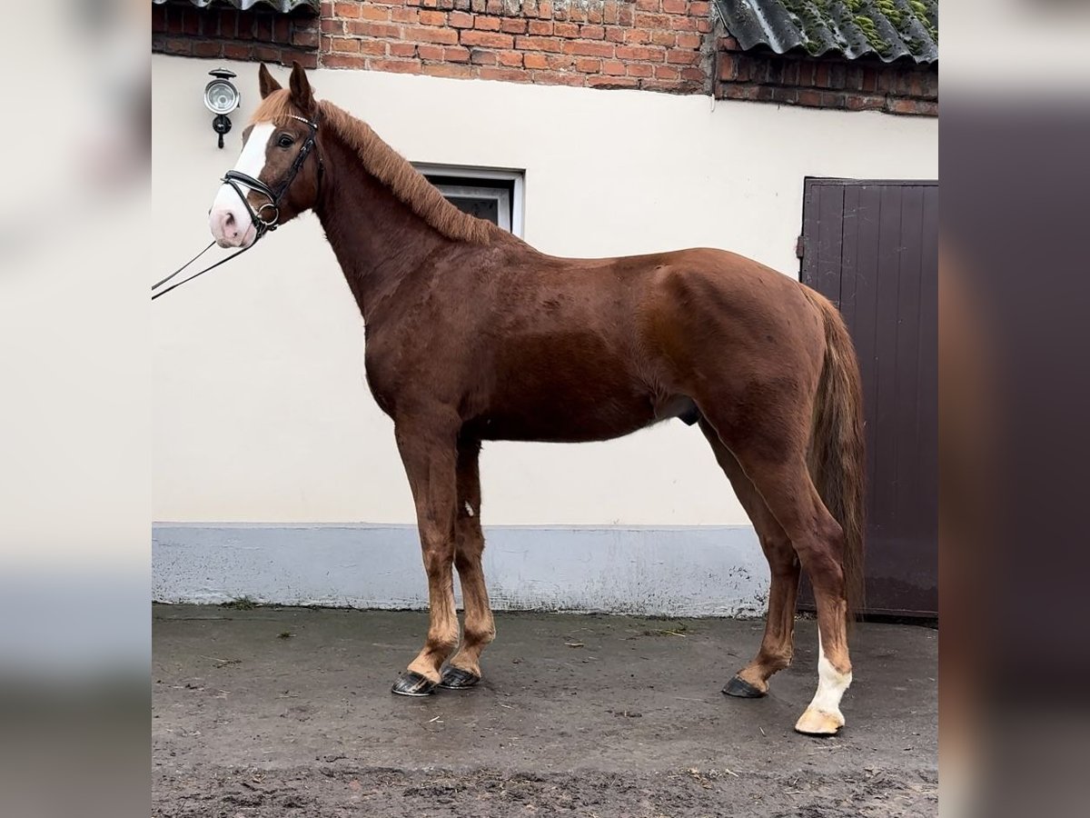 Warmblood polaco Caballo castrado 4 años 172 cm Alazán in Strzałkowo