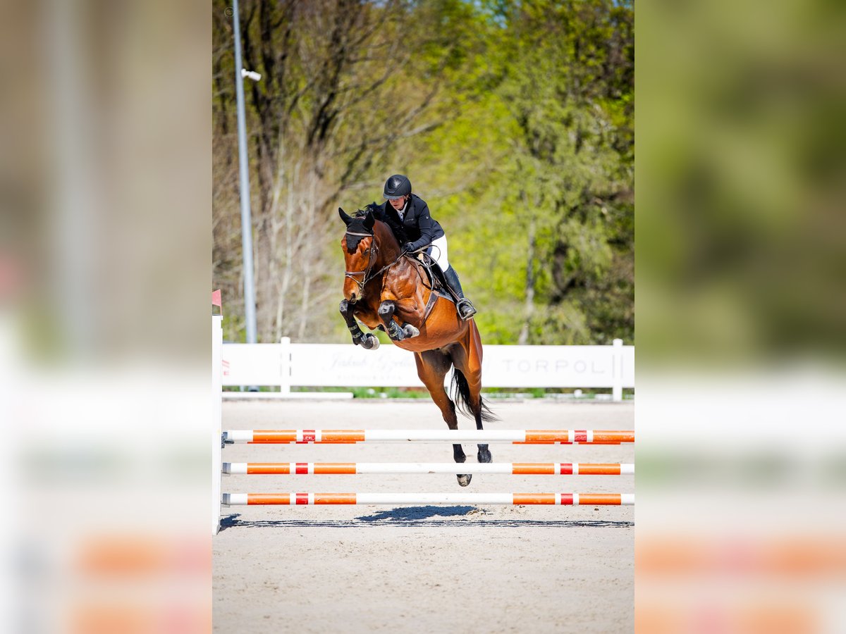 Warmblood polaco Caballo castrado 4 años 178 cm Castaño in Psale