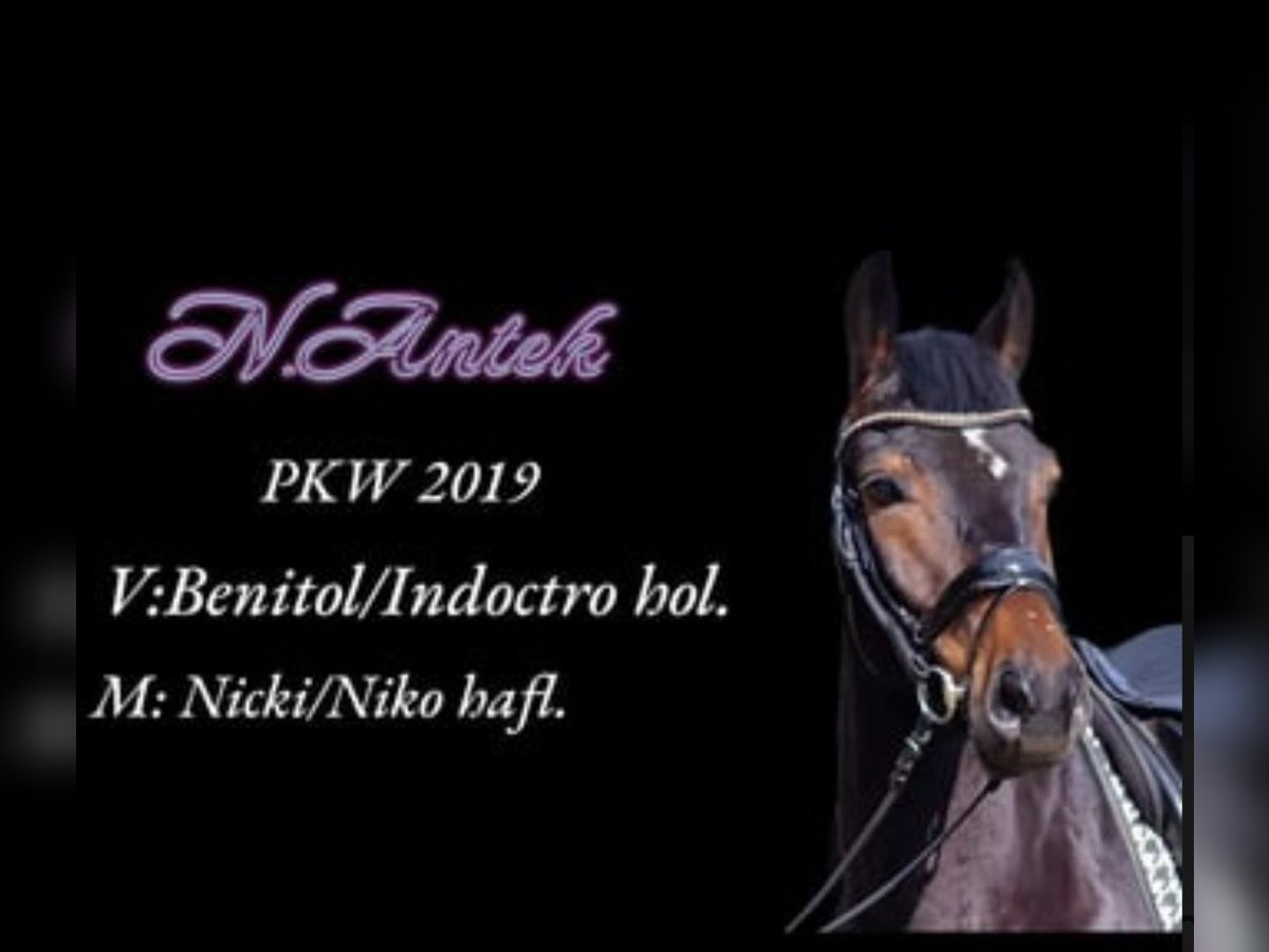 Warmblood polaco Caballo castrado 5 años 158 cm Castaño in Warendorf