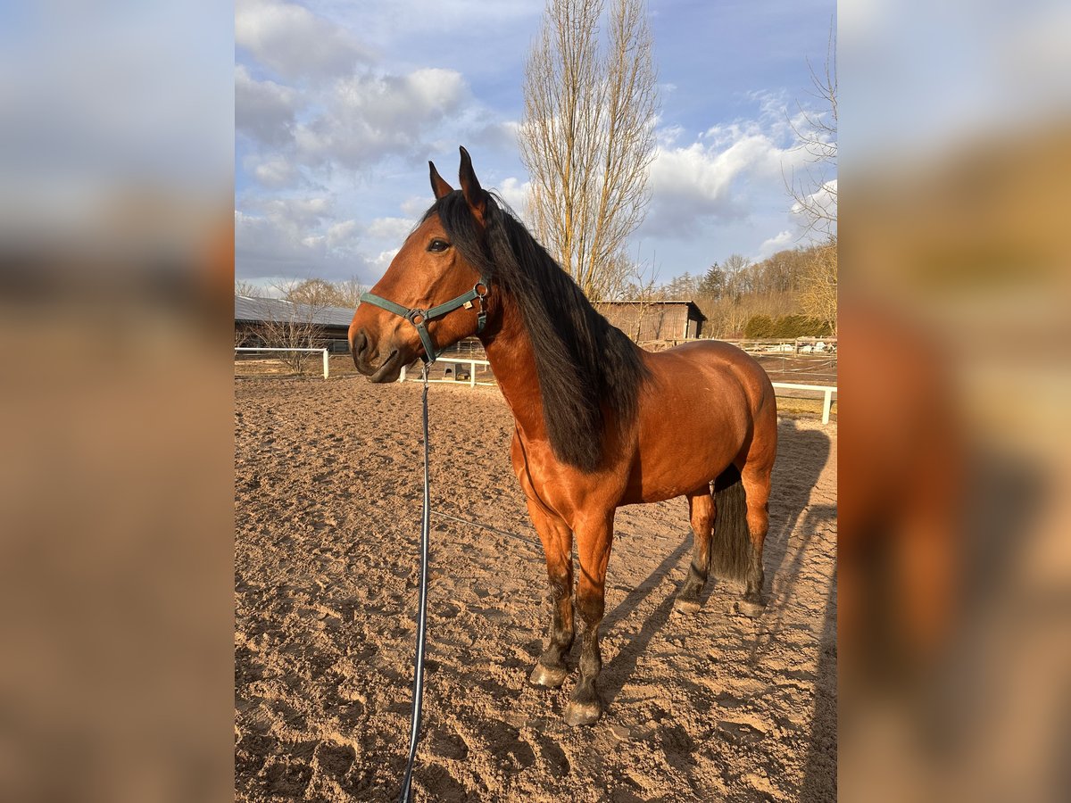 Warmblood polaco Caballo castrado 5 años 168 cm Castaño in Hof