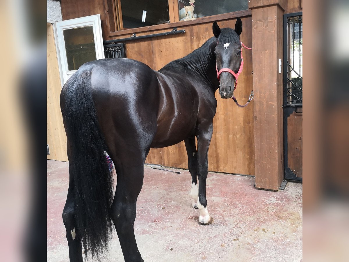 Warmblood polaco Caballo castrado 5 años 170 cm Negro in Titisee-Neustadt