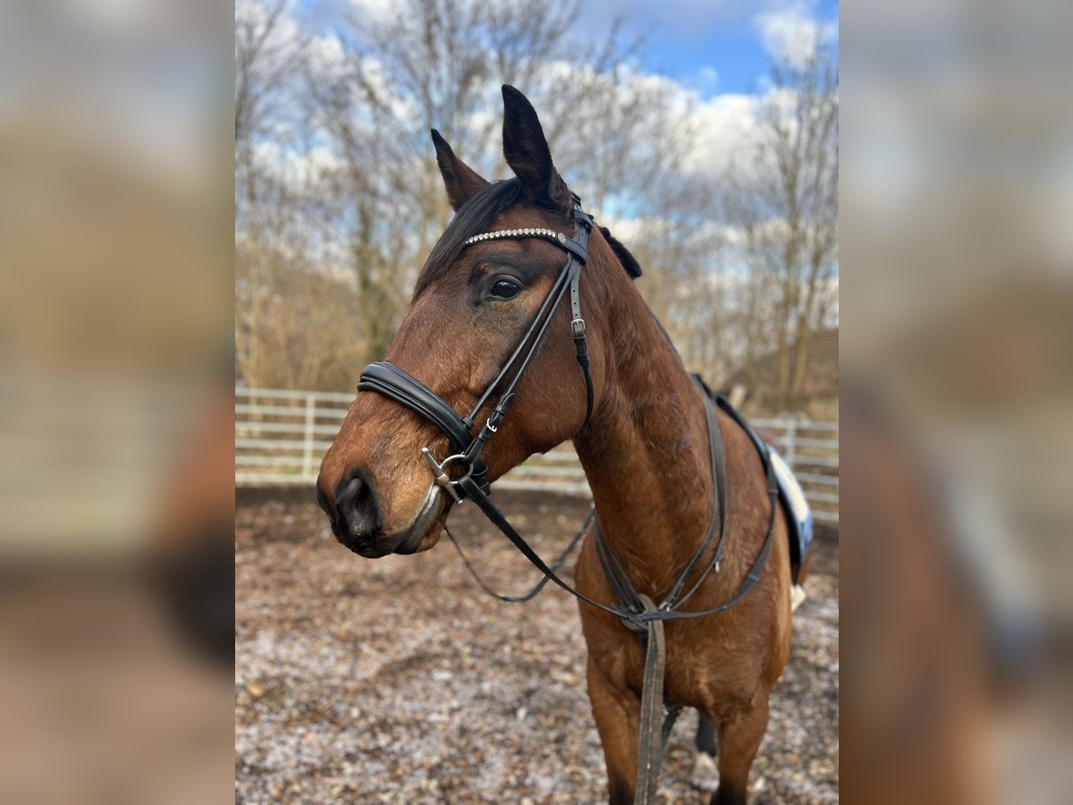 Warmblood polaco Caballo castrado 6 años 164 cm Castaño in Zossen