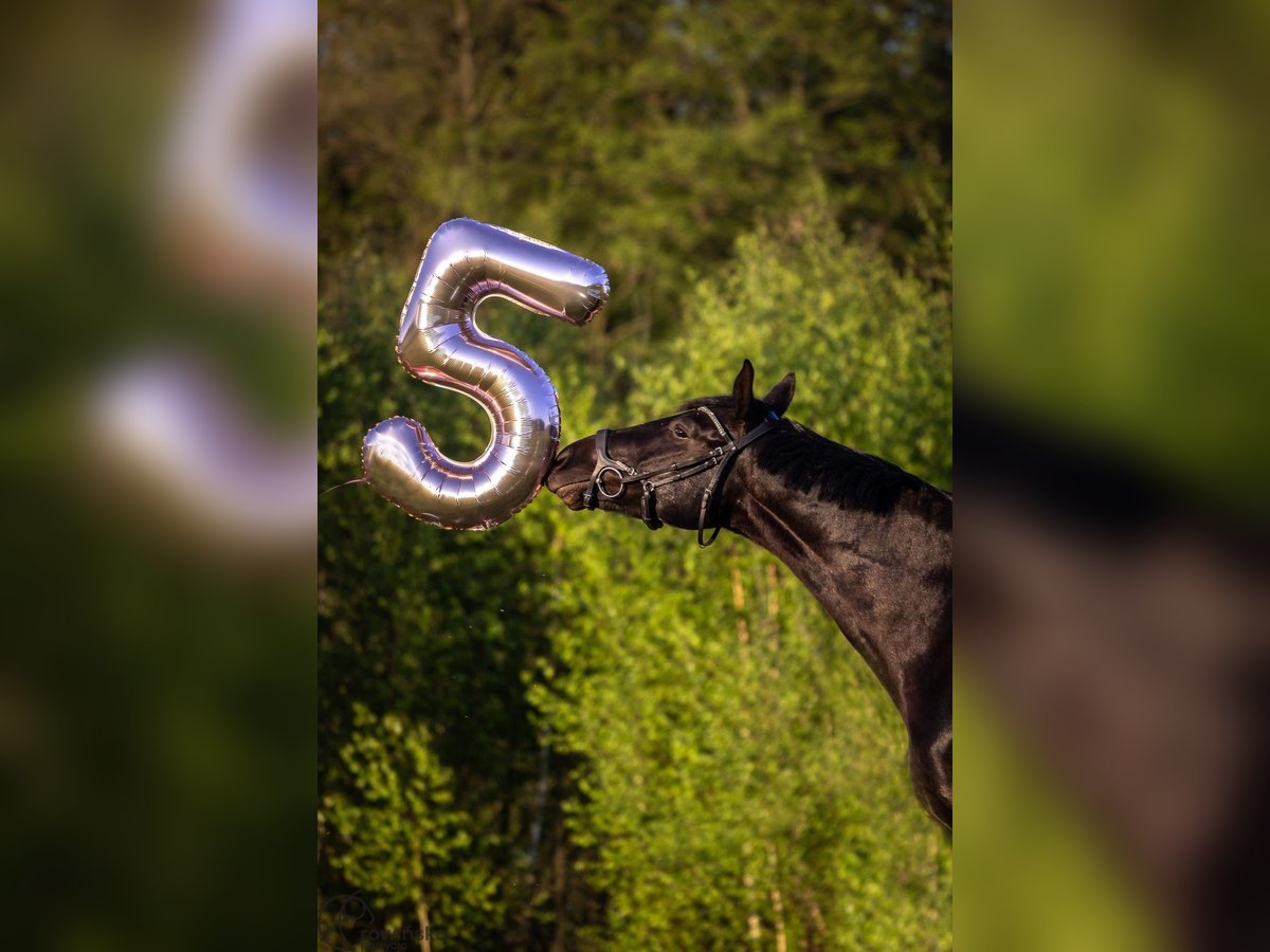 Warmblood polaco Caballo castrado 6 años 169 cm Negro in Lesno Gorne