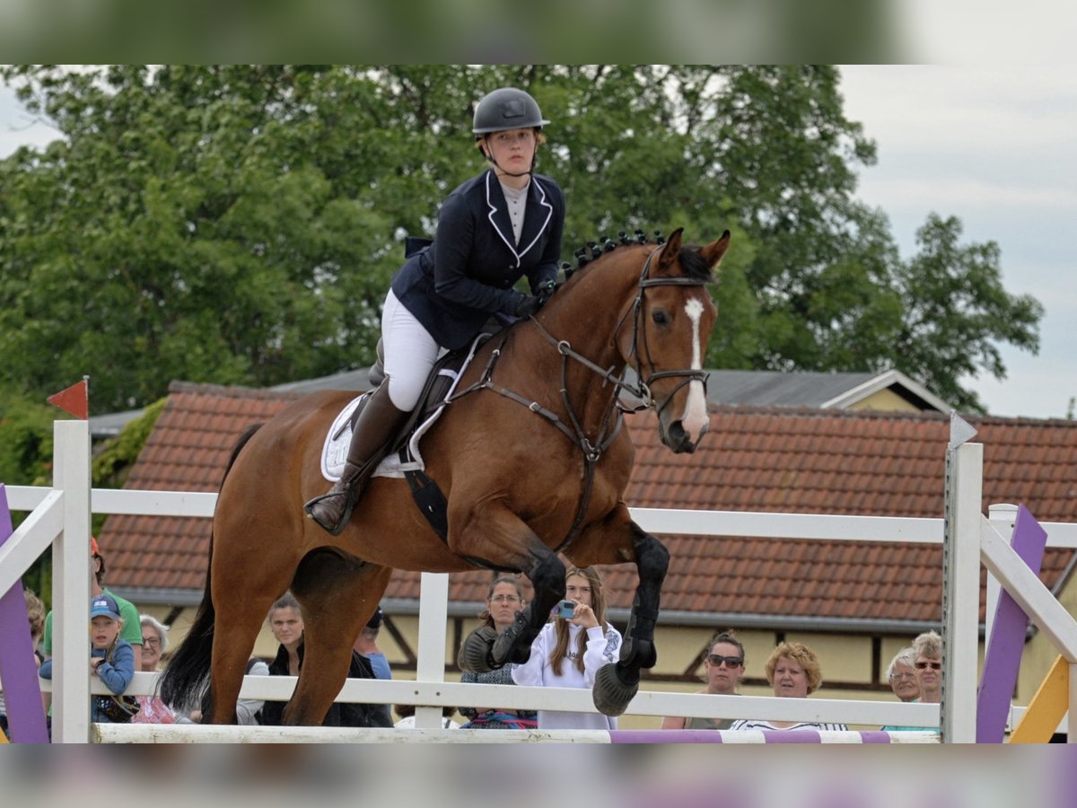 Warmblood polaco Caballo castrado 6 años 171 cm Castaño in Rutha