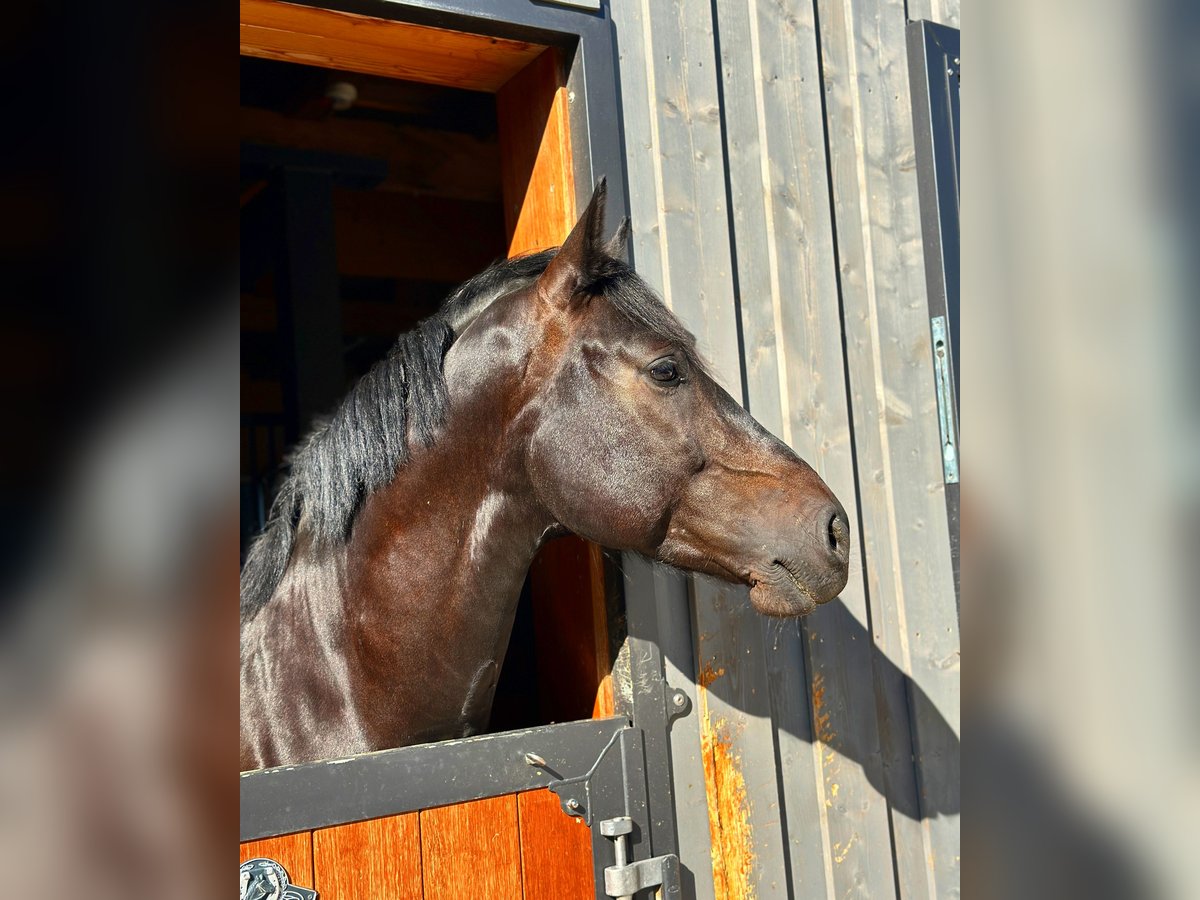 Warmblood polaco Caballo castrado 7 años 160 cm Castaño oscuro in Bad Berneck im Fichtelgebirge