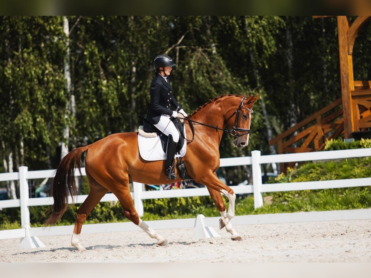 Warmblood polaco Caballo castrado 7 años 167 cm Alazán in Cz&#x142;uch&#xF3;w