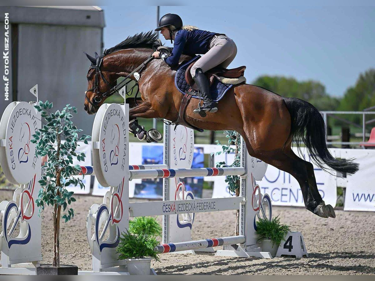 Warmblood polaco Caballo castrado 7 años 167 cm Castaño rojizo in Plzen