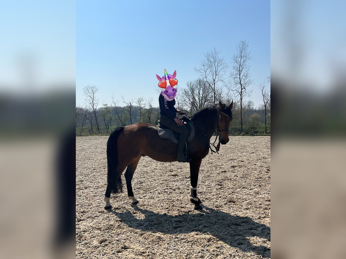 Warmblood polaco Caballo castrado 7 años 168 cm Castaño in Papenhagen