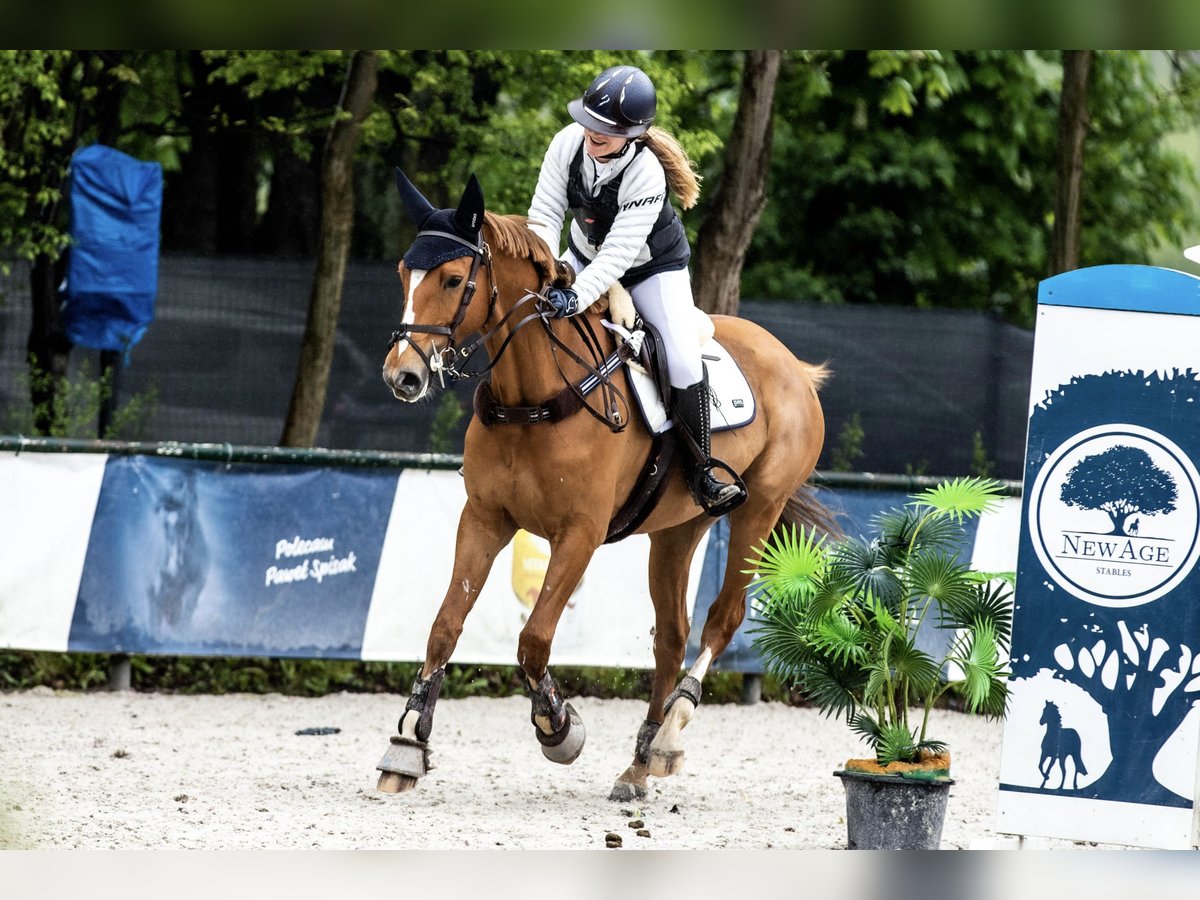 Warmblood polaco Caballo castrado 7 años 169 cm Alazán in Bielsko-biała